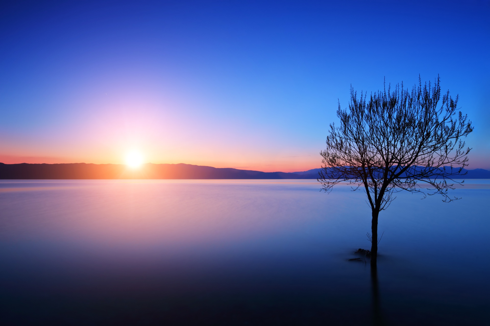 Lone tree standing in a calm lake at sunrise